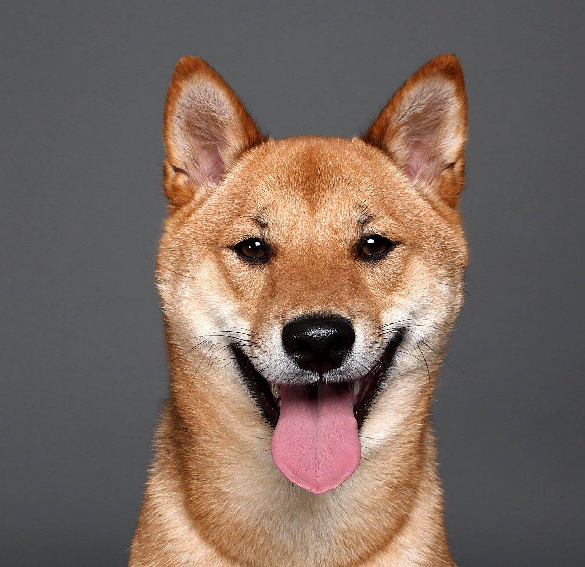 LAUNCHING IN APRIL 2018 – HYPE CANINE MANAGEMENT SYSTEM