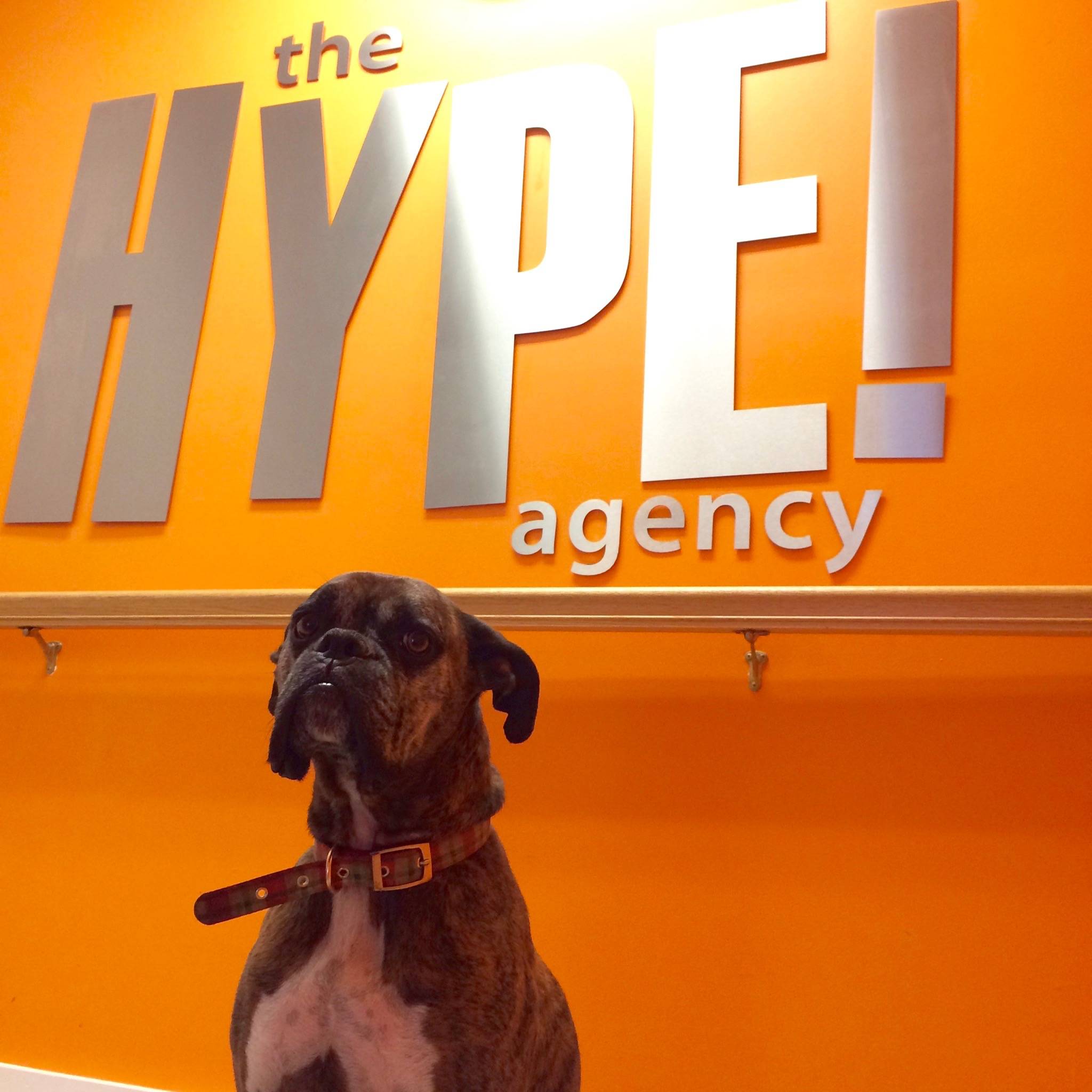 Benefits of Having an Office Pet